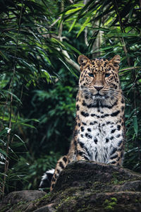 Amur leopard colchester zoo