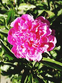 Close-up of pink flower blooming outdoors