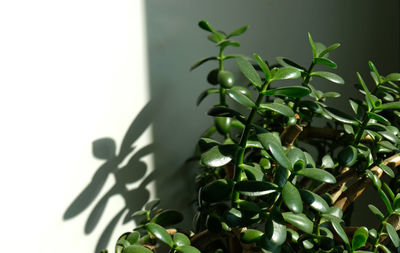 Close-up of potted plant against wall. houseplants. succulents. sunlight and shadows. green leaves.