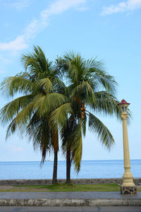 Palm trees on beach against clear sky