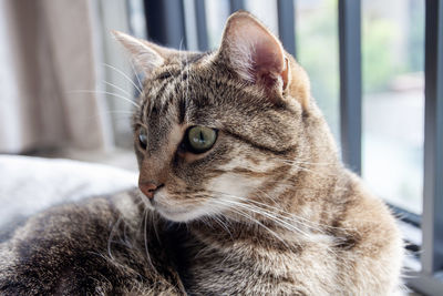 Close-up of a cat looking away