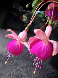 Close-up of pink flowers blooming outdoors