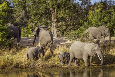 View of elephant and plants on land