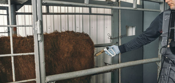 Close-up of cow