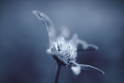 Close-up of wilted flower against blurred background