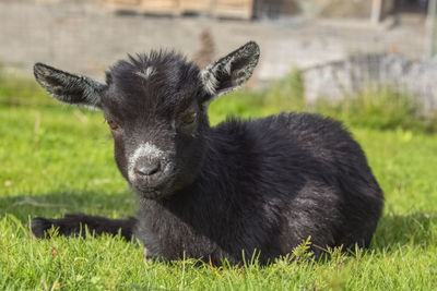 Portrait of a little goat on the grass