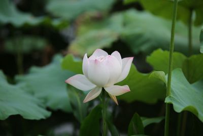 Close-up of pink lotus water lily