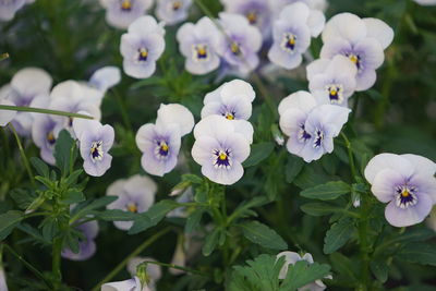 Close-up of flowers blooming outdoors