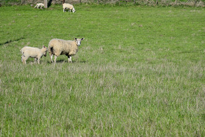 Sheep in a field