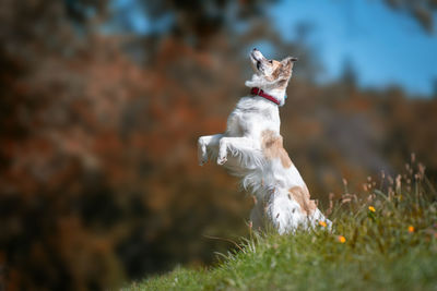 Dog standing on grass