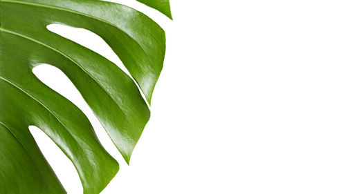 Close-up of leaves against white background