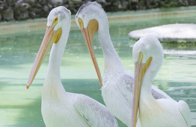 Three american white pelicans in a small pond