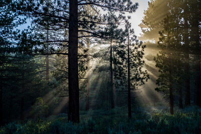 God rays sunbeams beaming into pine forest around pine trees in silhouette