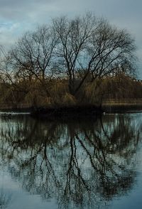 Reflection of trees in lake