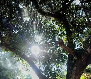 Sun shining through trees