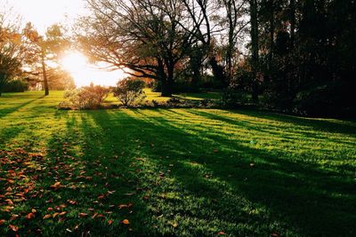 Trees on grassy field