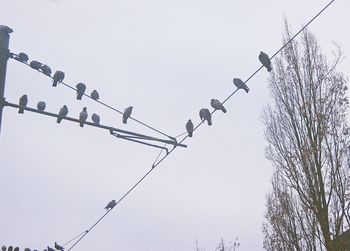 Low angle view of birds perching on cable against clear sky