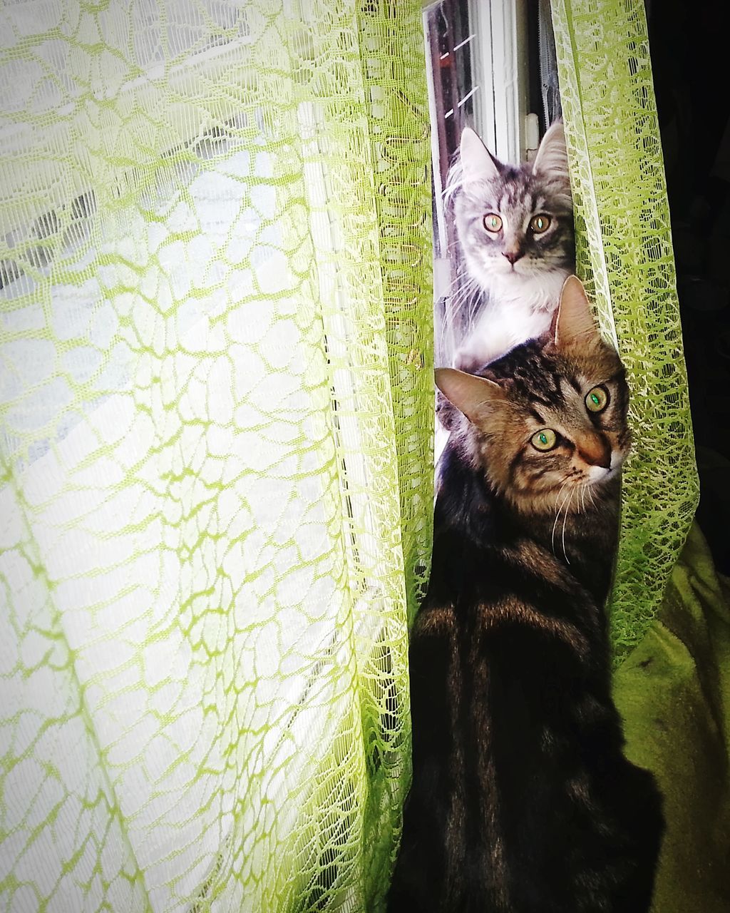 PORTRAIT OF CAT RELAXING BY WINDOW