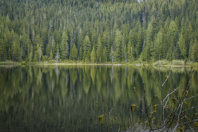 Evergreen pine trees reflecting in an alpine lake.