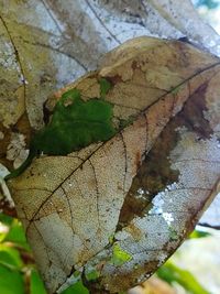 Close-up of damaged leaf