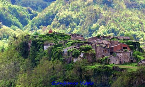 Scenic view of trees and houses in forest