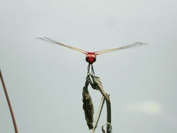 Close-up of insect on wall