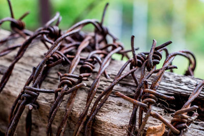 Barbed wire wrapped around a piece of wood