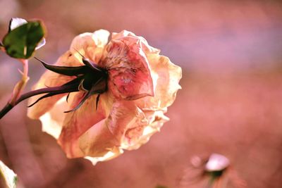 Close-up of wilted rose