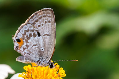 Close-up of butterfly pollinating on flower