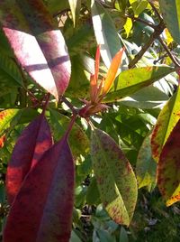 Close-up of leaves on ground