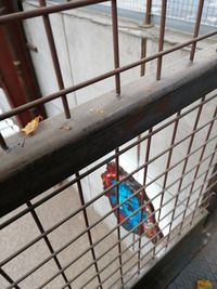 High angle view of bird in cage