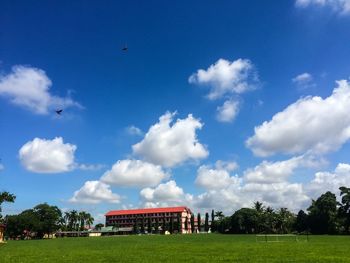 Bird flying over grassy field