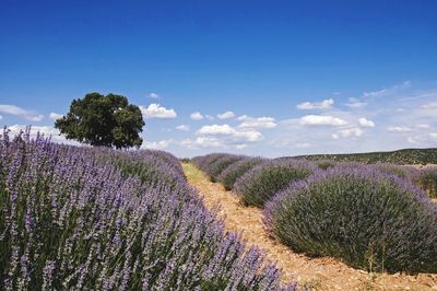 Scenic view of lavender field against sky