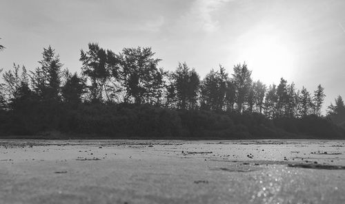 Trees on field against sky