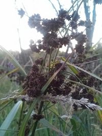 Close-up of plant against blurred background