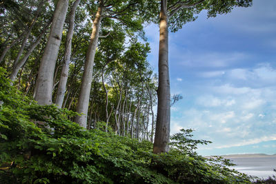 Low angle view of trees growing in forest against sky