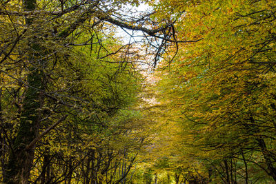 Trees in forest during autumn