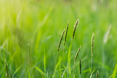 Close-up of wheat growing on field