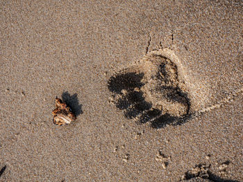 High angle view of crab on sand