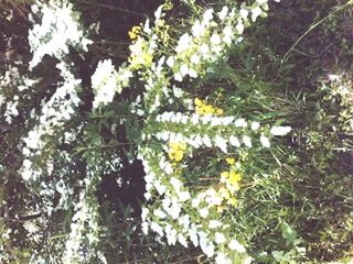 Close-up of flowers