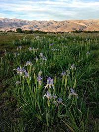 Flowers growing in field