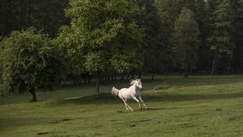 Dog in a field