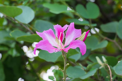 Close-up of pink flower