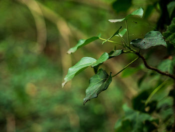 Close-up of plant leaves