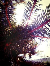 Close-up of leaves against bright sun