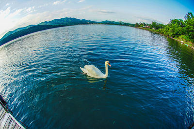 Swan swimming in lake