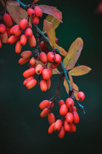 Close-up of cherries on tree