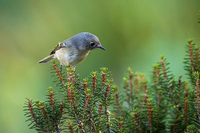 Close-up of bird perching on a plant