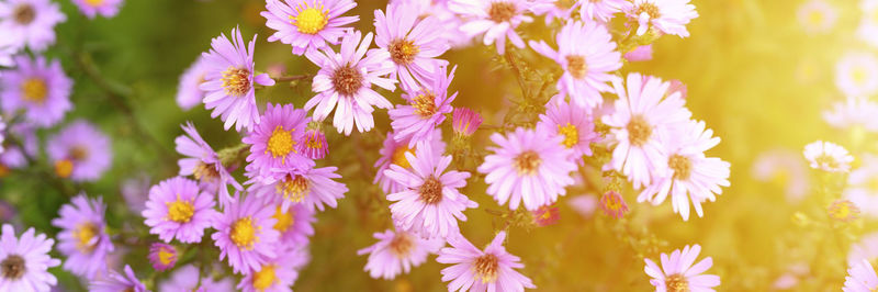 Autumn flowers aster novi-belgii vibrant light purple color in full bloom in the garden. banner