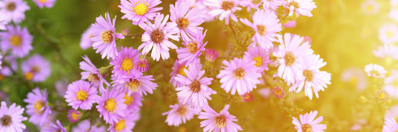 Close-up of pink flowering plants